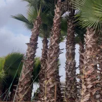 درخت نخل پالم واشنگتن ۶و ۷ متری ریشه پرس|گل و گیاه طبیعی|اصفهان, باغ فردوس|دیوار