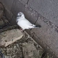 کبوتر تهرانی کله دم سبز