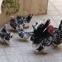 جوجه مرغ مینیاتوری (جاپانیز)|حیوانات مزرعه|هشتگرد, فاز ۲ مهستان|دیوار