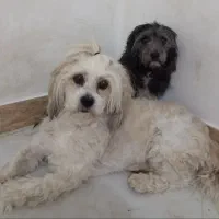 2قلاده سگ شیتزو