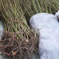 نهال گل محمدی اصلاح شده