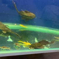 کفخوار،شارک،بلک گوست،لجنخوار