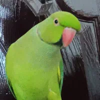 ملنگو نر سخنگو اهلی و دستی و رام