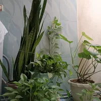 گل طبیعی