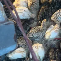 جوجه بلدرچین ۱۵ روزه