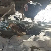 بوقلمون نر دوساله|حیوانات مزرعه|صومای برادوست, |دیوار