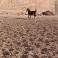 کره اسب کرند|اسب و تجهیزات اسب‌سواری|اصفهان, بابوکان جنوبی|دیوار