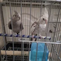 عروس هلندی جفت مولد هفت تخم‌ ۲ساله