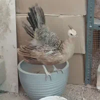 طاووس