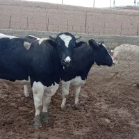 گوساله نروماده