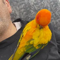 طوطی خورشیدی|پرنده|شهریار, شهرک وائین|دیوار