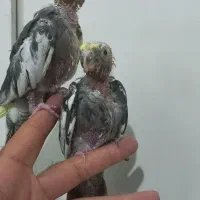 یک جفت جوجه عروس هلندی