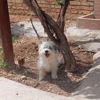 سگ پاکوتاه