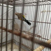 جوجه سهره نر رسمی خرم اباد همه چی تموم