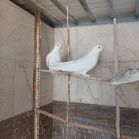 کبوتر پرشی|پرنده|فولادشهر, بوستان خلیج فارس|دیوار