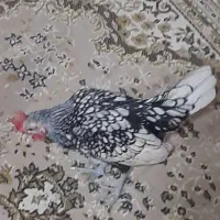 مرغ و خروس مینیاتوری|پرنده|اسلامشهر, ده عباس|دیوار