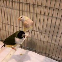 فنچ گلدین ماده|پرنده|تهران, جوادیه|دیوار