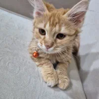 واگذاری گربه dsh