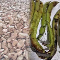 فروش عمده و خرده باقالی هلندی و برکت