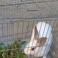 خرگوش|موش و خرگوش|کرج, چهارصد دستگاه|دیوار