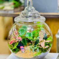 پالوداریوم گل طبیعی رطوبتی