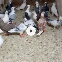 کبوتر|پرنده|قوچان, |دیوار
