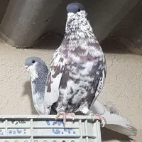 جفت شهری بی عیب|پرنده|بانش, |دیوار