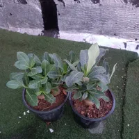 کاکتوس گل آپارتمانی بنسای ادنیوم سطل ۴ تنه دار|گل و گیاه طبیعی|تهران, مسعودیه|دیوار