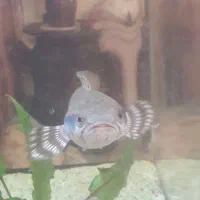 ماهی چانا ماهی لجن خوار|ماهی|شیراز, شهرک رضوان|دیوار