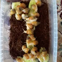 حلزون آچاتینا