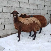 گوسفند وتوغلی