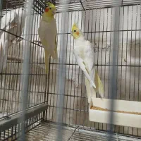 نر آلبینو ماده لوتینو +نروماده لوتینو|پرنده|ساوه, |دیوار