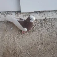 بهبهانی، شهری.