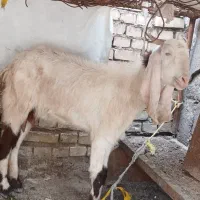 بزافغانی بیگ قیمت حراجی