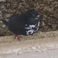 کبوتر|پرنده|کاشان, درب اصفهان|دیوار