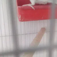 عروس  هلندی. آلبینو|پرنده|داراب, |دیوار