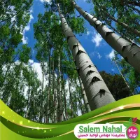 صنوبر نیگرا۲متری سود بالا انتخاب هوشمندانه