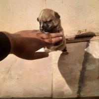 سگ عروسکی فنجونی|سگ|قم, نوقطار|دیوار