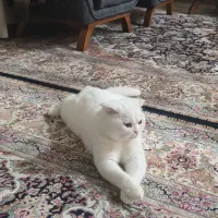 گربه اسکاتیش فولد|گربه|بیرجند, |دیوار