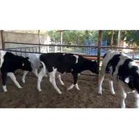 گوساله ماده|حیوانات مزرعه|کرج, فاز ۴ مهرشهر|دیوار