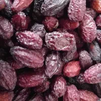 زغال اخته خشک الموت ارگانیک|خوردنی و آشامیدنی|قزوین, |دیوار