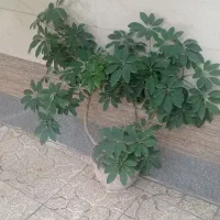 گل شلفرا شاداب