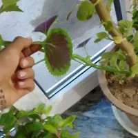 گل و گیاه