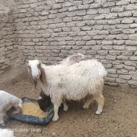 میش لطگی