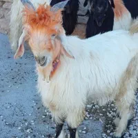 فروش بیگ تخمی|حیوانات مزرعه|ایذه, |دیوار