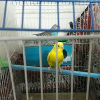 دوعد مرغ عشق زیبا نروماده جفت    ۴۵۰