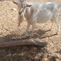 نر سانن اصل و کهره سانن|حیوانات مزرعه|یزد, |دیوار