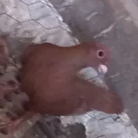 کبوتر ماده گلی