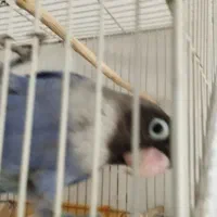 کوتوله برزیلی فوق دستی