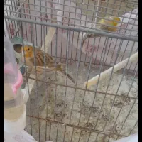 دو عدد قناری ماده اماده جفت